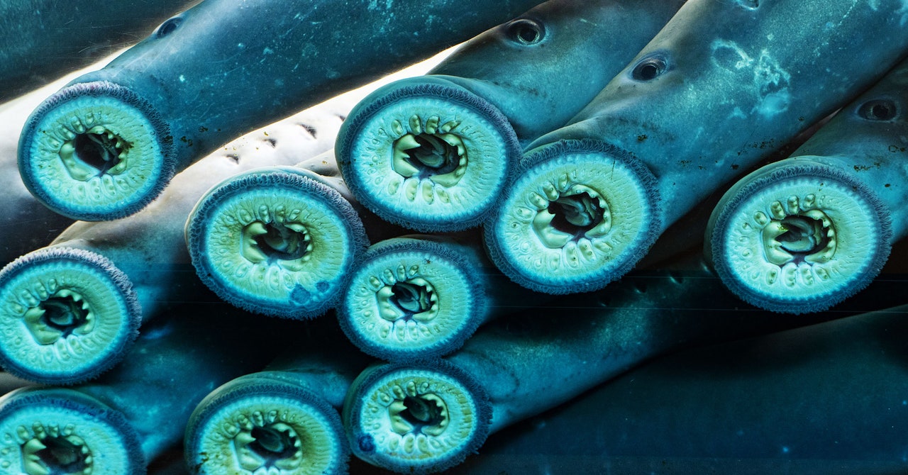 at-last,-‘ugly’-sea-lampreys-are-getting-some-respect