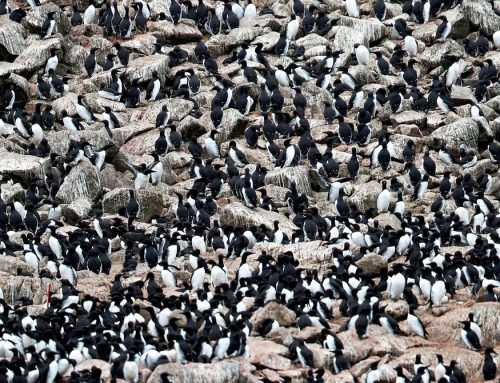 Bring Back the Seabirds, Save the Climate